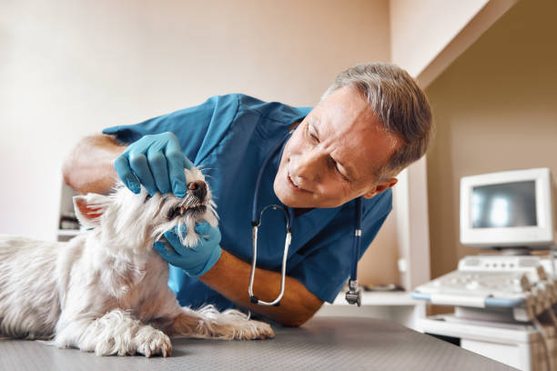  Nanuet, NY Emergency Dentist Pros